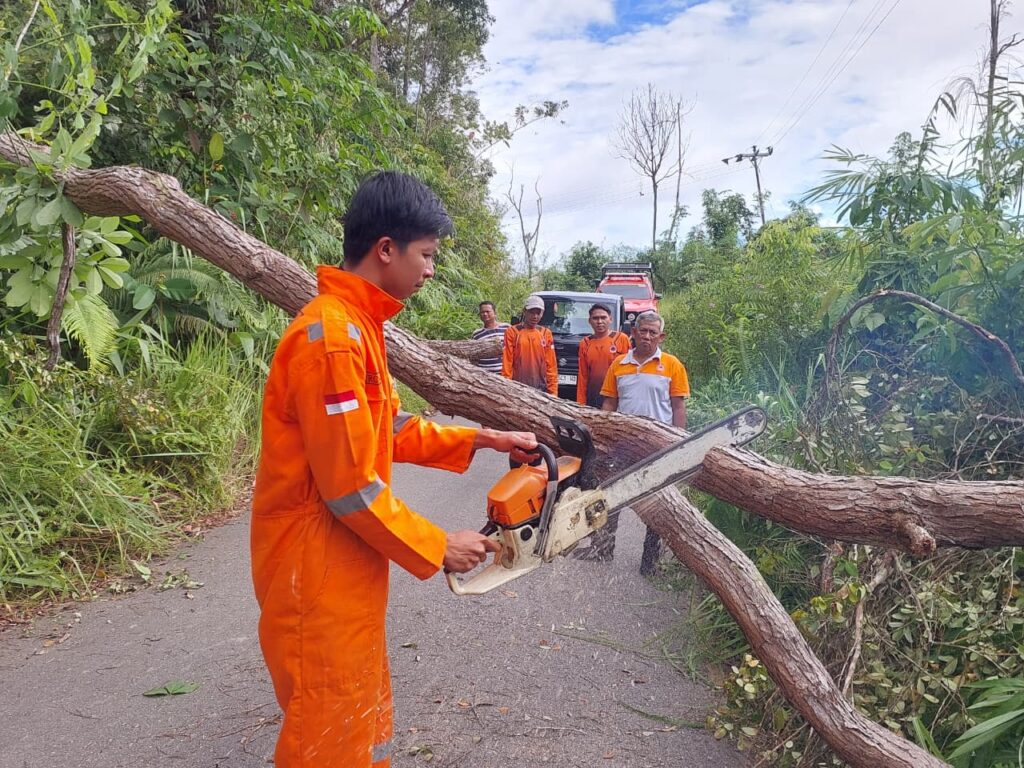 Akses jalan sempat terputus, BPBD Sanggau evakuasi pohon tumbang menuju Desa Pana dengan cepat
